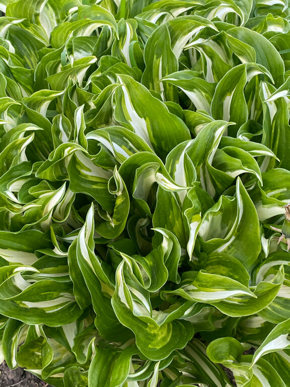 Гостевой дом Усадьба Демидова Листвянка-74